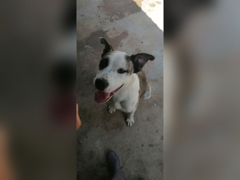Asy Gesucht:  Herdenschutzhund-Liebhaber!
