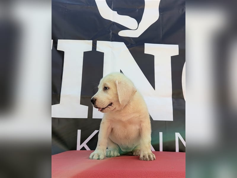 Central Asian Shepherd puppy