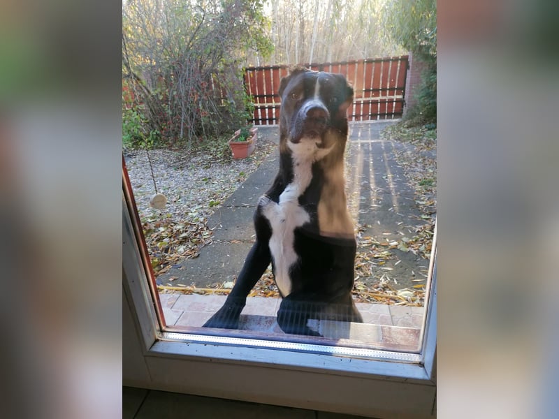 Graf Poldi möchte ausreisen
