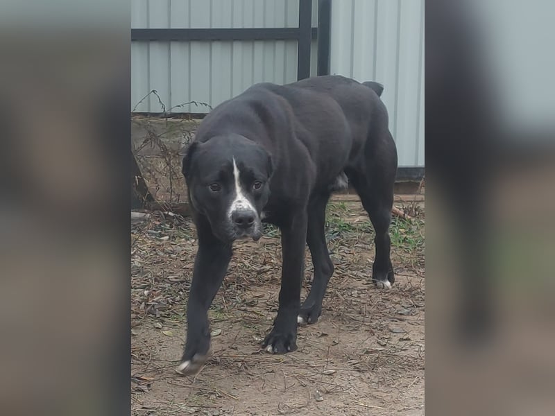 Graf Poldi sucht seine Menschen