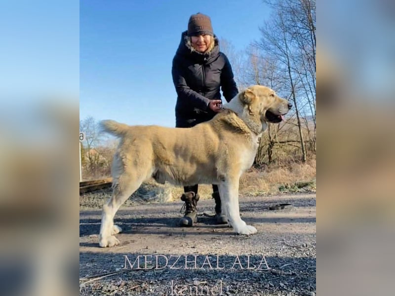 Spektakuläres ZENTRALASIATISCHER OWTSCHARKA ALABAI WELPEN mit Ahnentafel