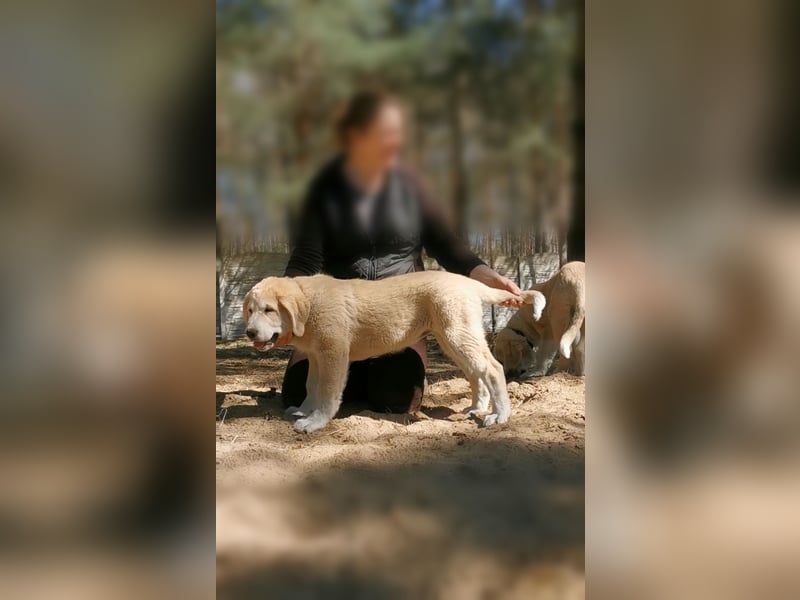 Spektakuläres ZENTRALASIATISCHER OWTSCHARKA ALABAI WELPEN mit Ahnentafel