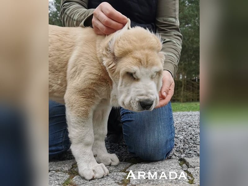 Spektakuläres ZENTRALASIATISCHER OWTSCHARKA ALABAI WELPEN mit Ahnentafel