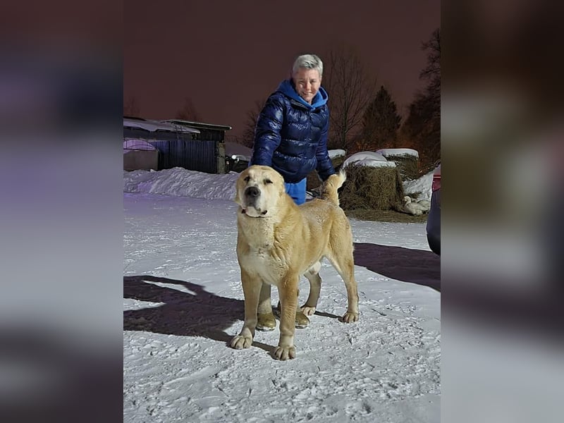 Spektakuläres ZENTRALASIATISCHER OWTSCHARKA ALABAI WELPEN mit Ahnentafel