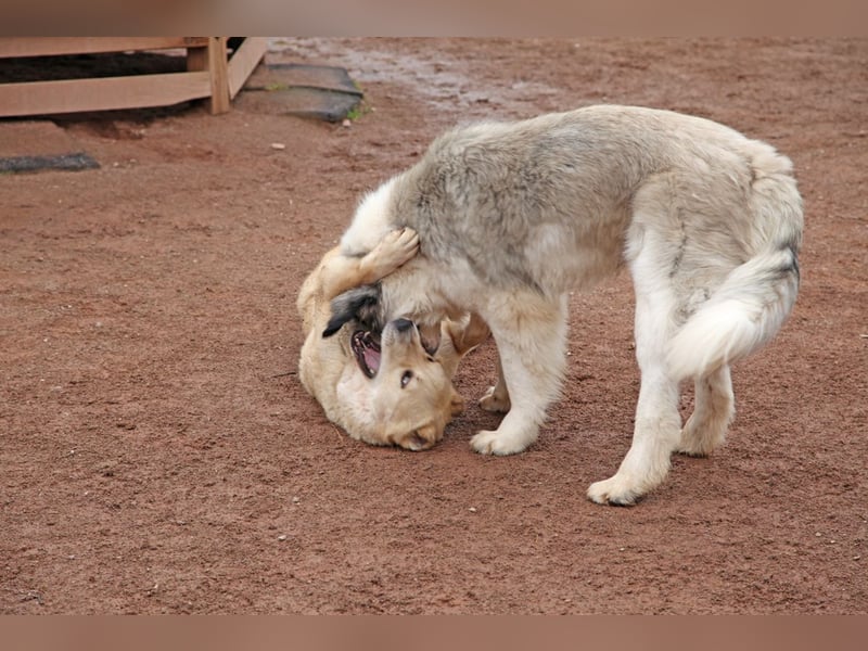 Petit Four – eine Süßspeise fürs Herz