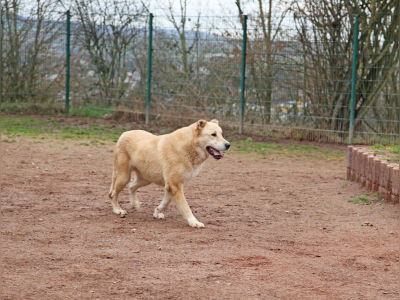 Petit Four – eine Süßspeise fürs Herz