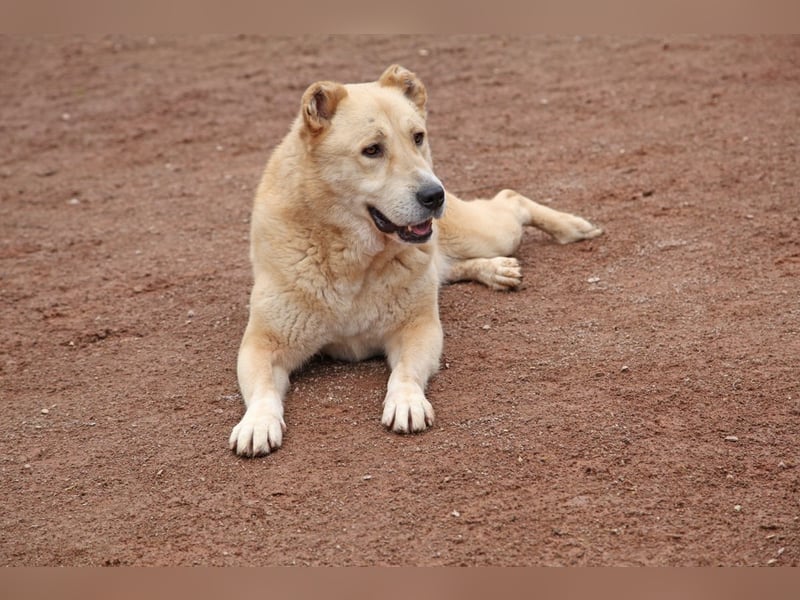 Petit Four – eine Süßspeise fürs Herz