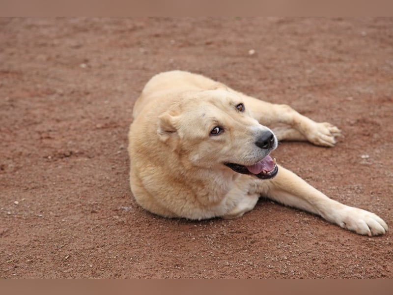 Petit Four – eine Süßspeise fürs Herz