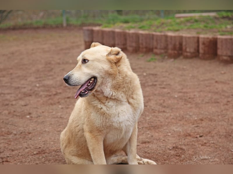 Petit Four – eine Süßspeise fürs Herz
