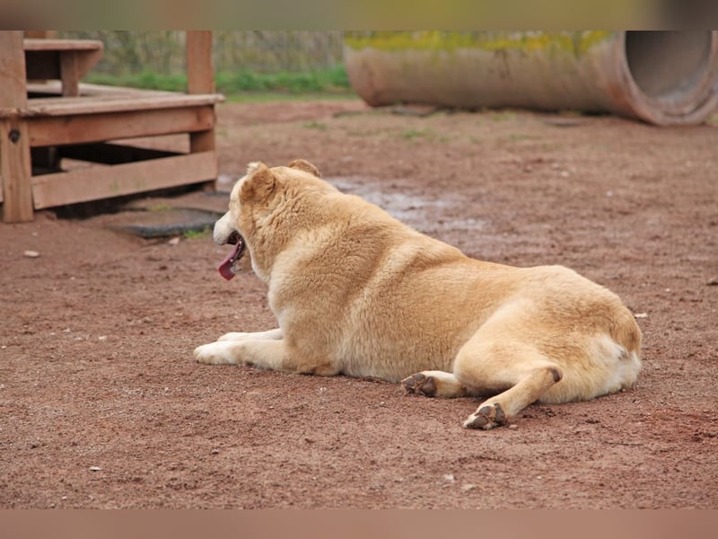 Petit Four – eine Süßspeise fürs Herz
