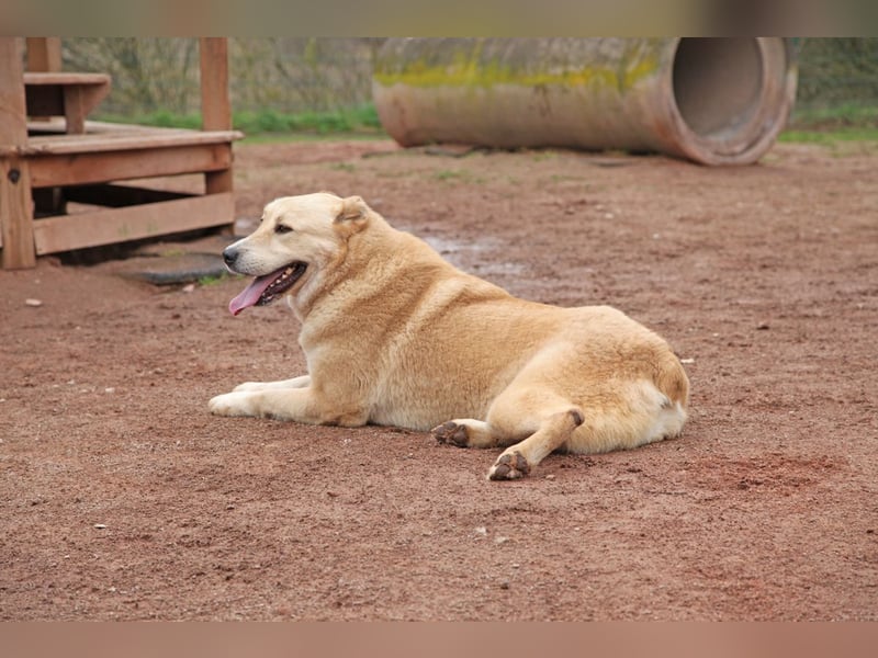 Petit Four – eine Süßspeise fürs Herz
