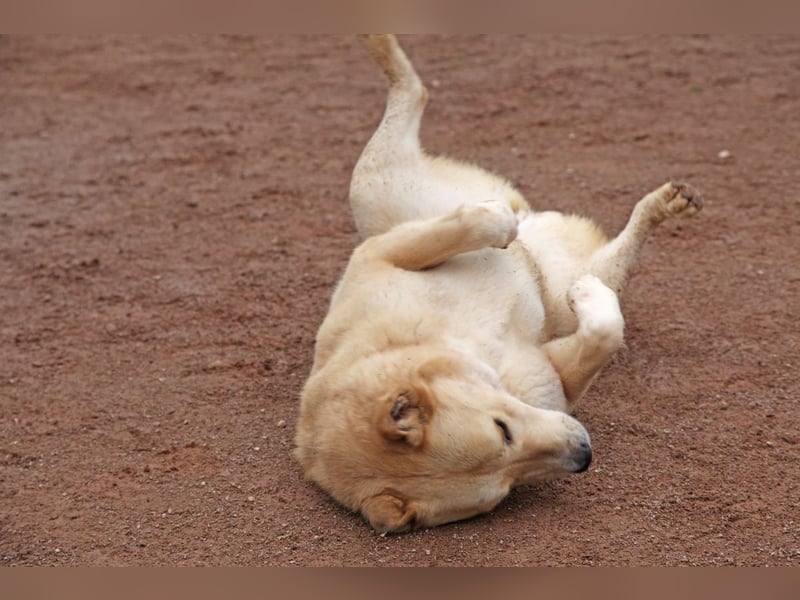 Petit Four – eine Süßspeise fürs Herz