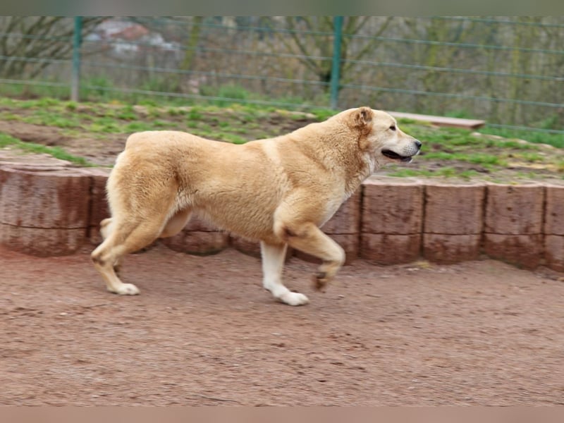 Petit Four – eine Süßspeise fürs Herz