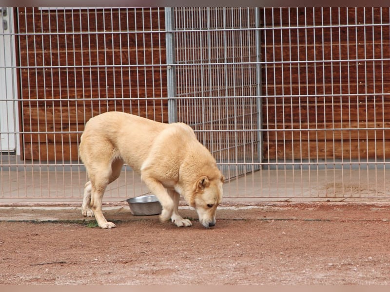 Petit Four – eine Süßspeise fürs Herz