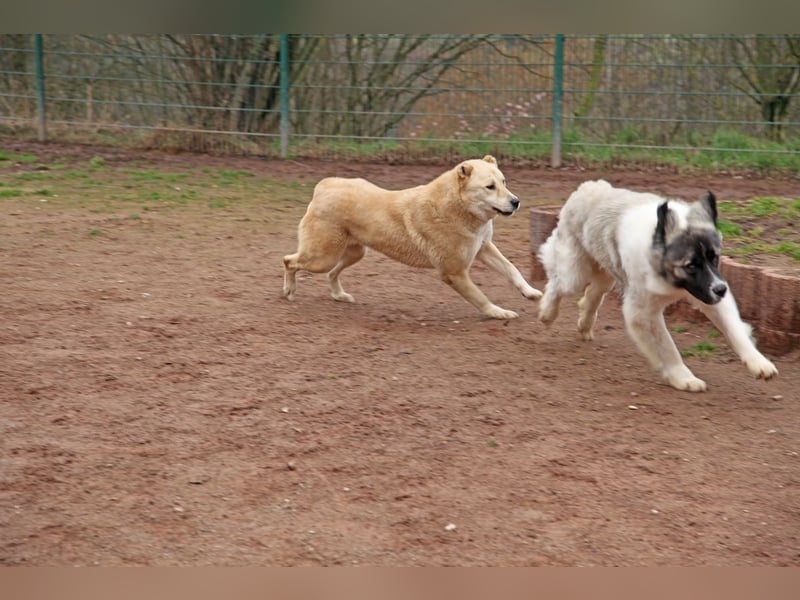 Petit Four – eine Süßspeise fürs Herz