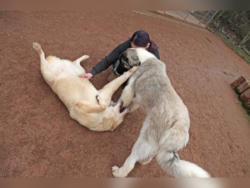 Petit Four – eine Süßspeise fürs Herz