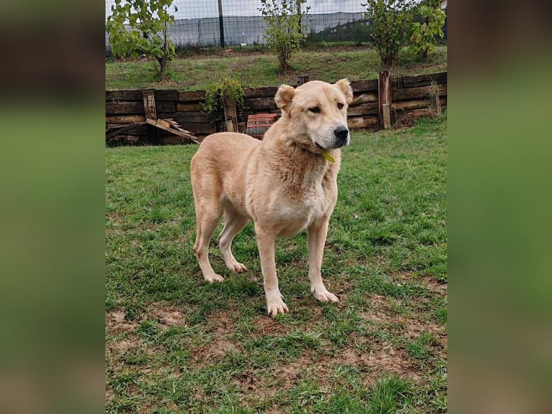 Petit Four – eine Süßspeise fürs Herz