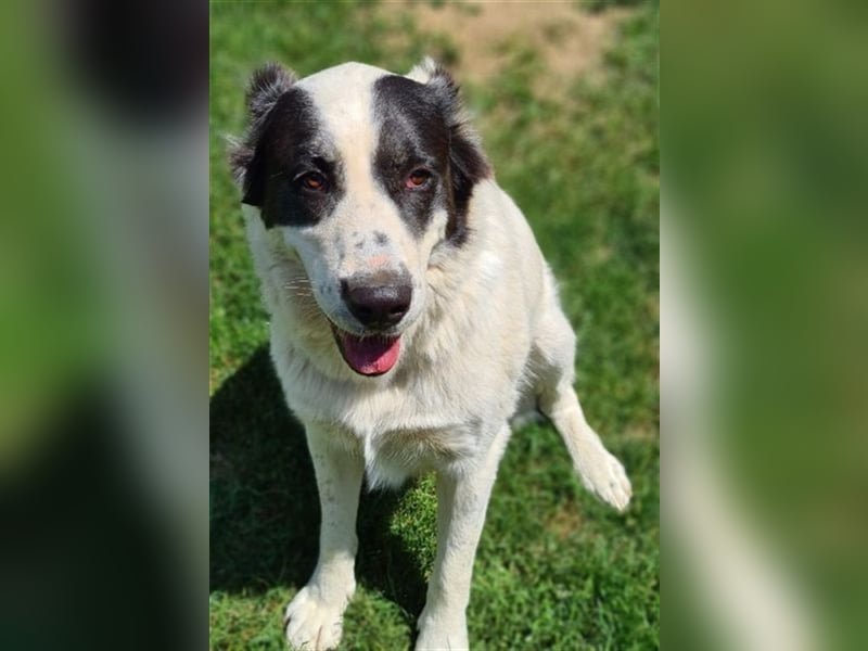 CASSANDRA - Schmuserin möchte endlich für immer ankommen