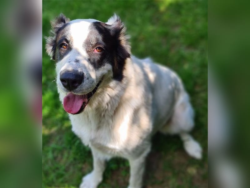 CASSANDRA - Schmuserin möchte endlich für immer ankommen