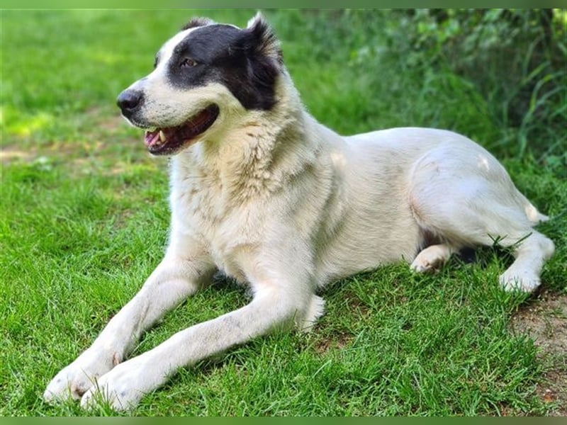 CASSANDRA - Schmuserin möchte endlich für immer ankommen