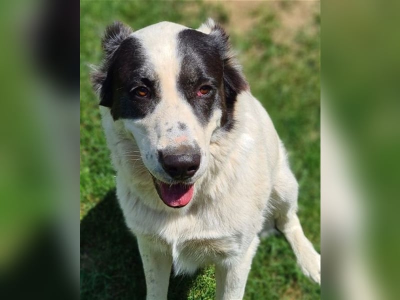 CASSANDRA - Schmuserin möchte endlich für immer ankommen