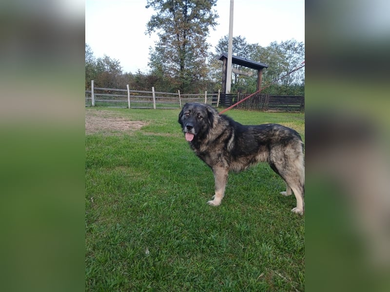 Lino - gutmütiger Owtscharka