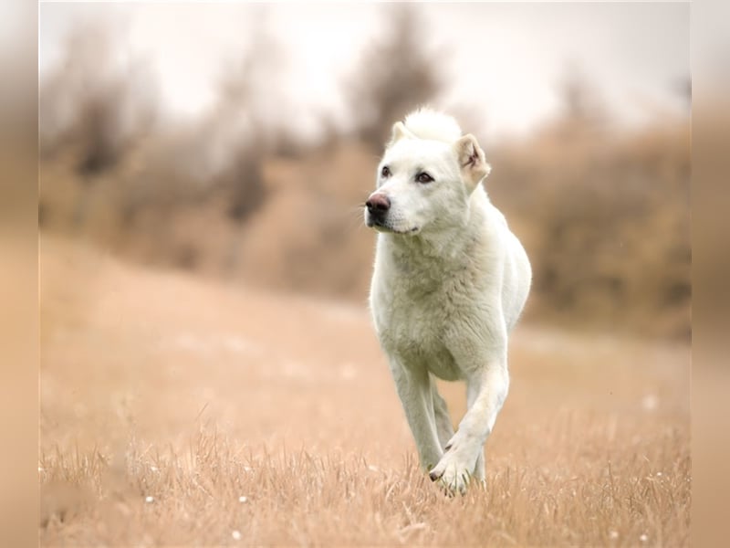 "Jacinta", weiblich, kastriert, Zentralasiatischer Owtscharka (Alabai), geb. 04.05.19, 65 cm