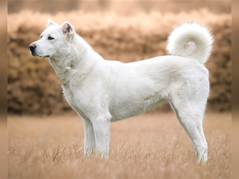 "Jacinta", weiblich, kastriert, Zentralasiatischer Owtscharka (Alabai), geb. 04.05.19, 65 cm