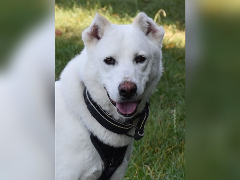 "Jacinta", weiblich, kastriert, Zentralasiatischer Owtscharka (Alabai), geb. 04.05.19, 65 cm