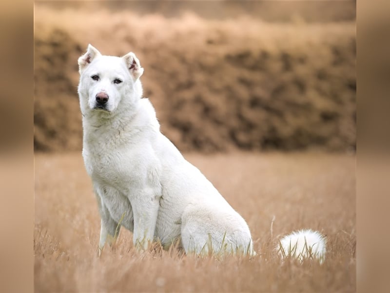 "Jacinta", weiblich, kastriert, Zentralasiatischer Owtscharka (Alabai), geb. 04.05.19, 65 cm