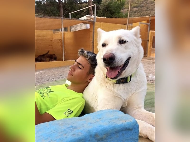 "Jacinta", weiblich, kastriert, Zentralasiatischer Owtscharka (Alabai), geb. 04.05.19, 65 cm