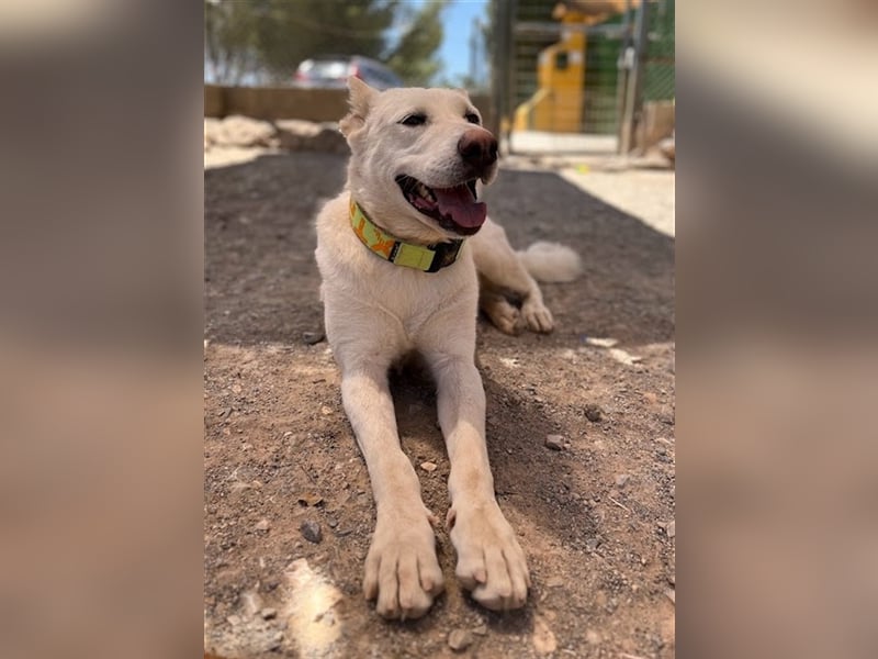 "Jacinta", weiblich, kastriert, Zentralasiatischer Owtscharka (Alabai), geb. 04.05.19, 65 cm