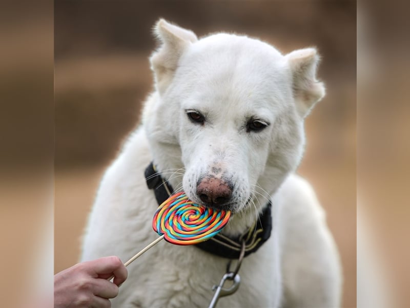 "Jacinta", weiblich, kastriert, Zentralasiatischer Owtscharka (Alabai), geb. 04.05.19, 65 cm