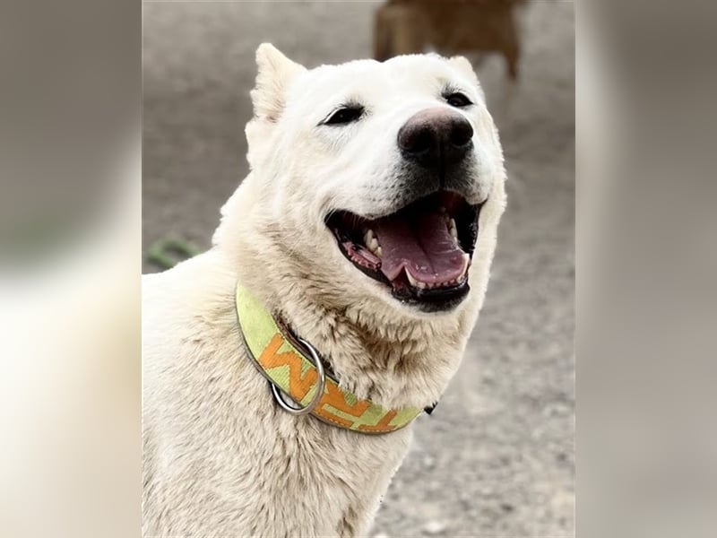 "Jacinta", weiblich, kastriert, Zentralasiatischer Owtscharka (Alabai), geb. 04.05.19, 65 cm