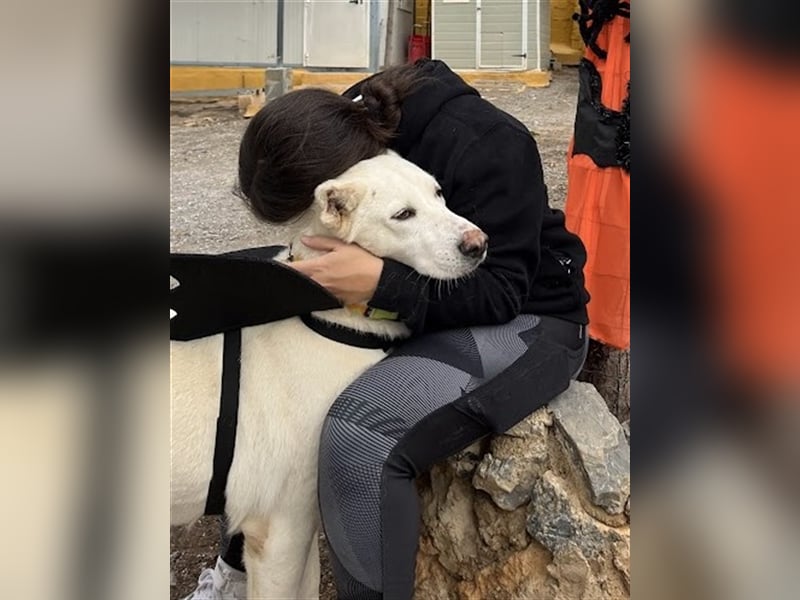 "Jacinta", weiblich, kastriert, Zentralasiatischer Owtscharka (Alabai), geb. 04.05.19, 65 cm