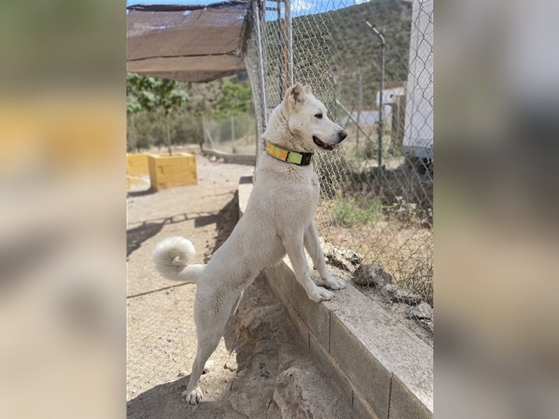 "Jacinta", weiblich, kastriert, Zentralasiatischer Owtscharka (Alabai), geb. 04.05.19, 65 cm