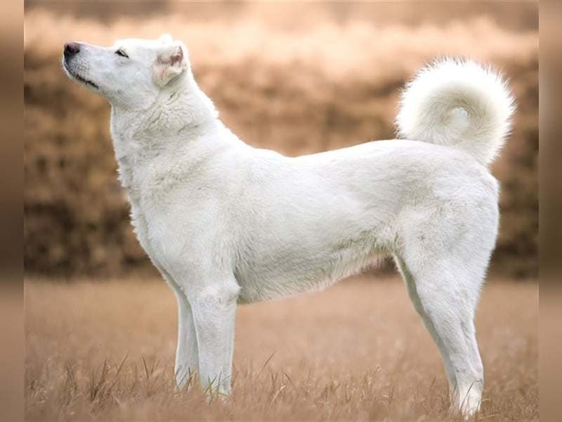 "Jacinta", weiblich, kastriert, Zentralasiatischer Owtscharka (Alabai), geb. 04.05.19, 65 cm