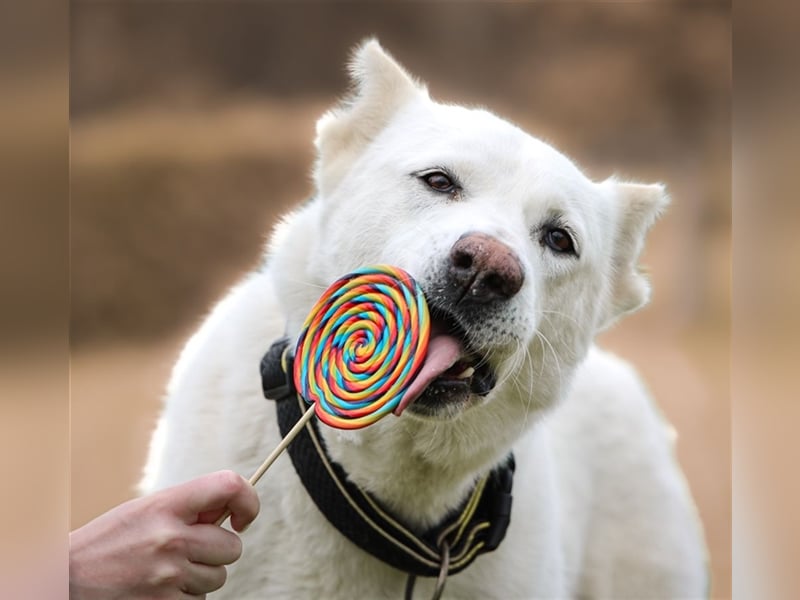 "Jacinta", weiblich, kastriert, Zentralasiatischer Owtscharka (Alabai), geb. 04.05.19, 65 cm
