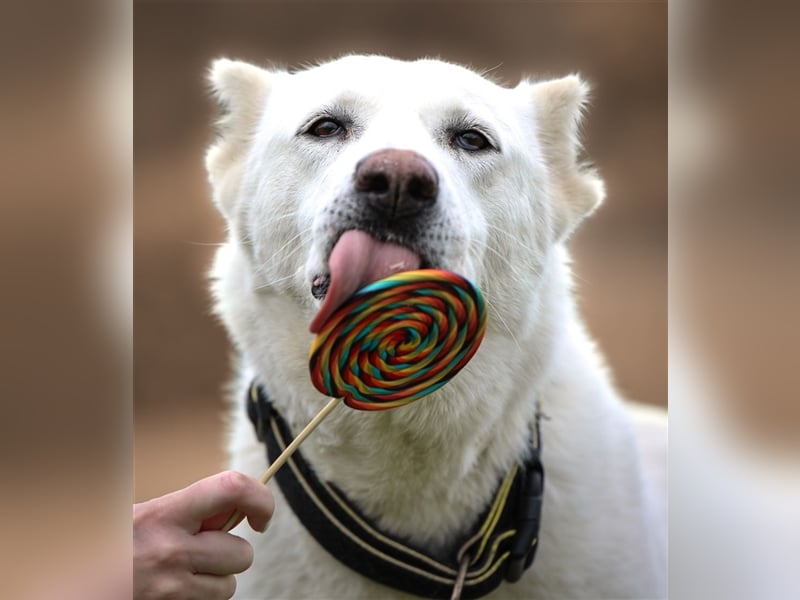 "Jacinta", weiblich, kastriert, Zentralasiatischer Owtscharka (Alabai), geb. 04.05.19, 65 cm