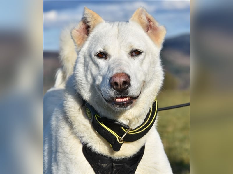 "Jacinta", weiblich, kastriert, Zentralasiatischer Owtscharka (Alabai), geb. 04.05.19, 65 cm