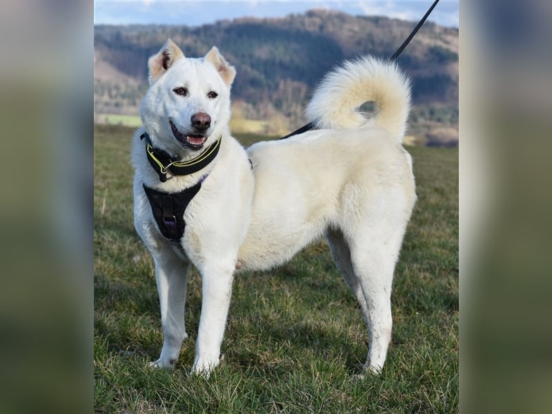 "Jacinta", weiblich, kastriert, Zentralasiatischer Owtscharka (Alabai), geb. 04.05.19, 65 cm