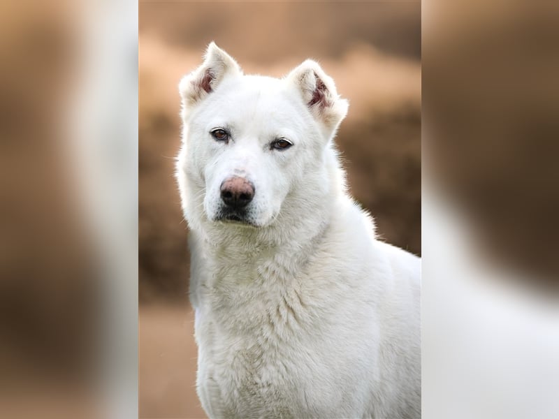 "Jacinta", weiblich, kastriert, Zentralasiatischer Owtscharka (Alabai), geb. 04.05.19, 65 cm
