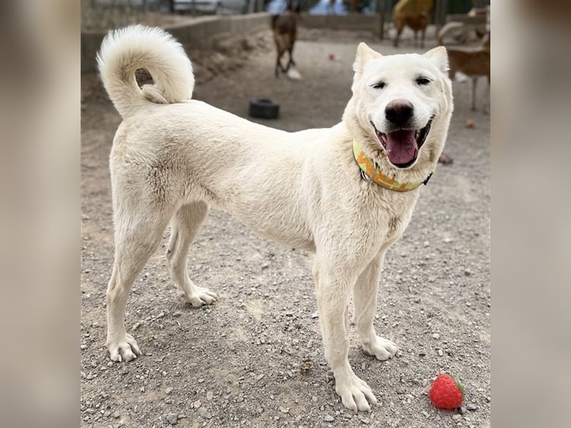 "Jacinta", weiblich, kastriert, Zentralasiatischer Owtscharka (Alabai), geb. 04.05.19, 65 cm