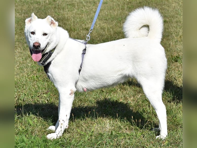 "Jacinta", weiblich, kastriert, Zentralasiatischer Owtscharka (Alabai), geb. 04.05.19, 65 cm