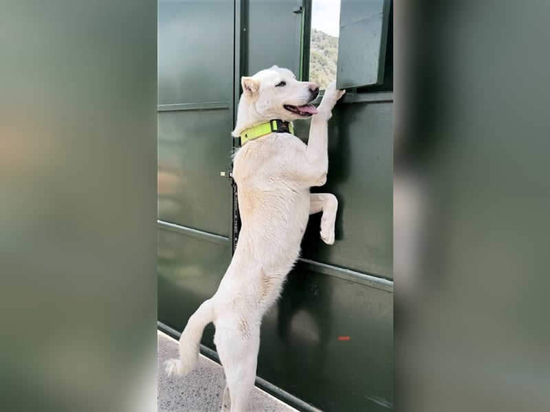 "Jacinta", weiblich, kastriert, Zentralasiatischer Owtscharka (Alabai), geb. 04.05.19, 65 cm
