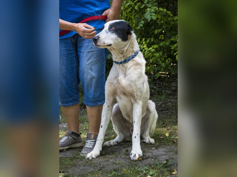 Baltazar-SI – Sanfter Riese sucht Riesen-Körbchen!