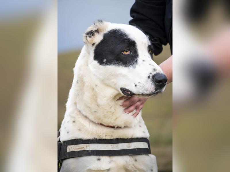 Baltazar-SI – Sanfter Riese sucht Riesen-Körbchen!