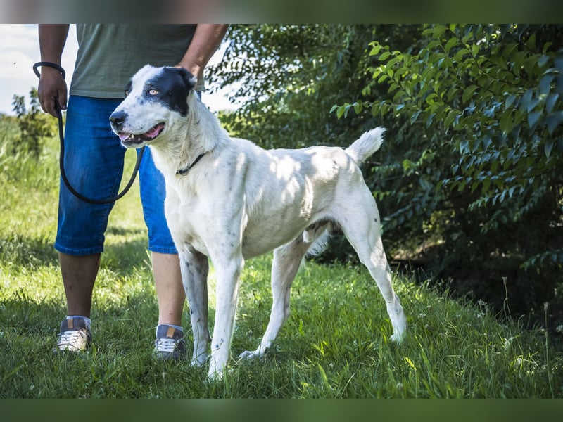 Baltazar-SI – Sanfter Riese sucht Riesen-Körbchen!