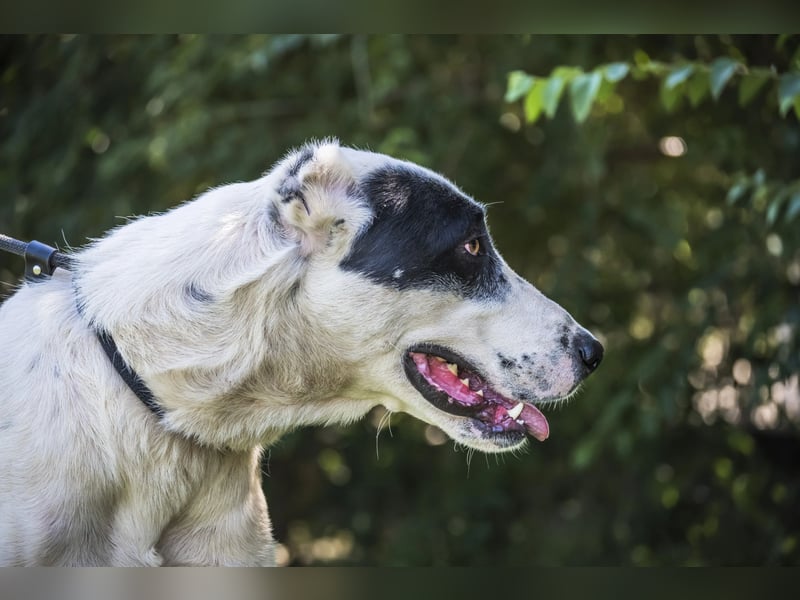 Baltazar-SI – Sanfter Riese sucht Riesen-Körbchen!