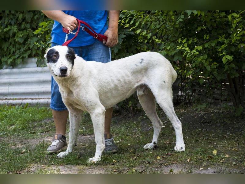 Baltazar-SI – Sanfter Riese sucht Riesen-Körbchen!